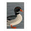  Tapis lavable Merganser-1058652723