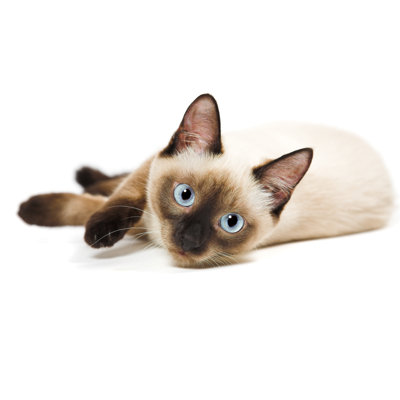 " Siamese Cat " by Kovalvs