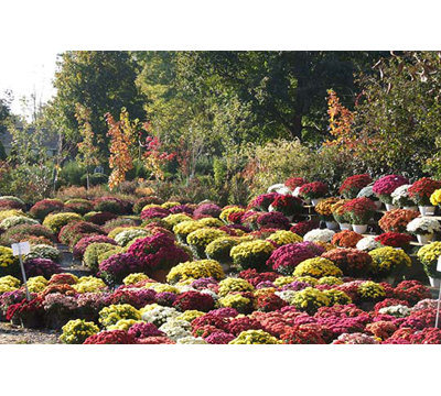 « assorted mums the » par sara pierce, reproduction de photo