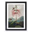 Flowering Plant and Birds by R.J. Thornton - Picture Frame Graphic Art Print-55576150-55576152