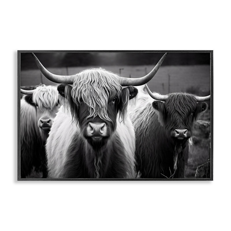 «Stupell Industries Black Highland Cows», estampe numérique par Franklyn Gregory, H 12 po x l 18 po