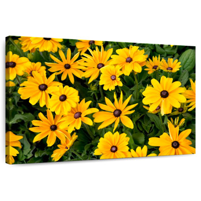 Harnek Gloriosa Daisies