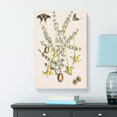 Butterflies & Flowers by Mark Catesby - Wrapped Canvas