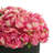 Polysilk Peony Arrangement in Pot