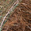 Paille de pin longue feuille