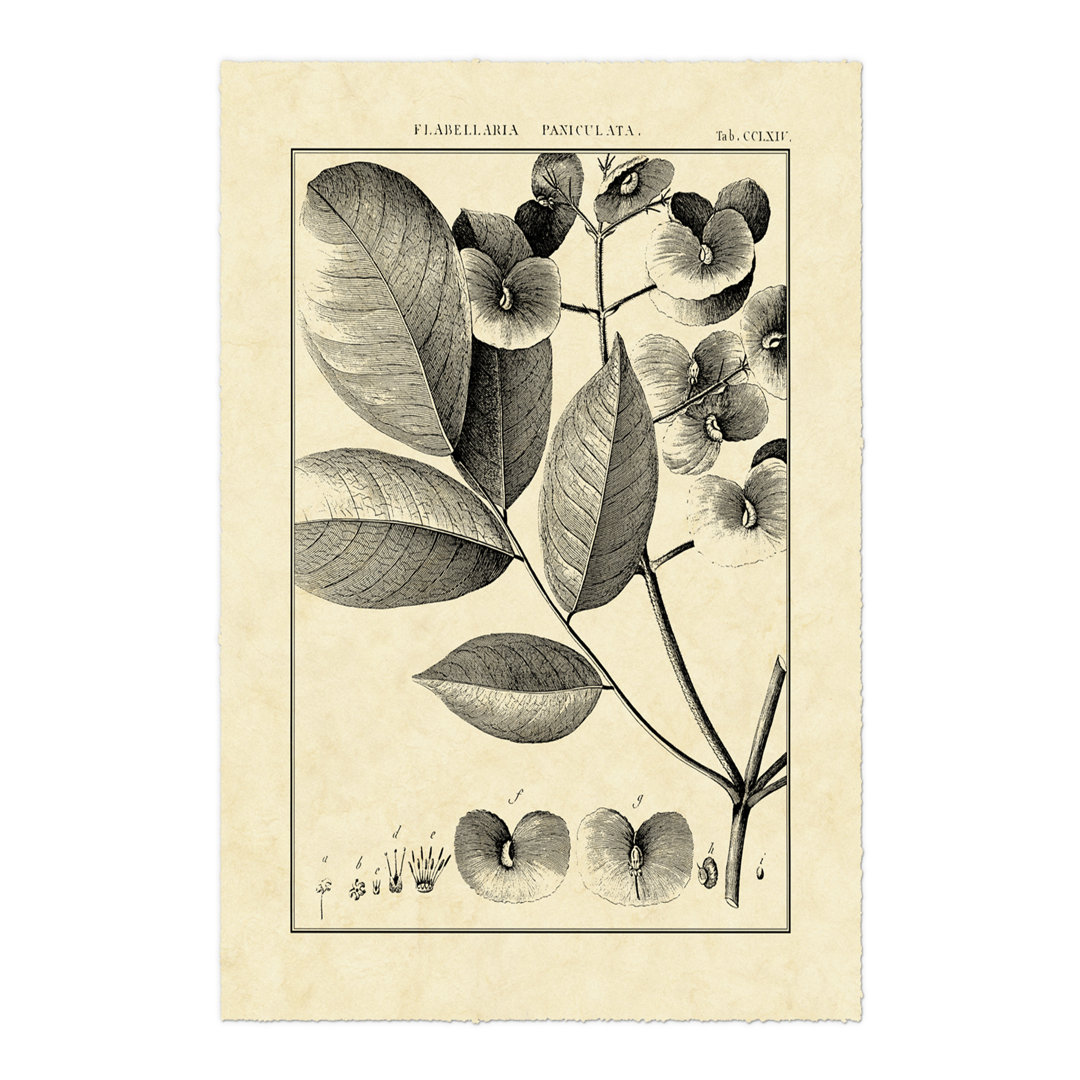 Leinwandbild Vintage Botanical Study V von Sellier