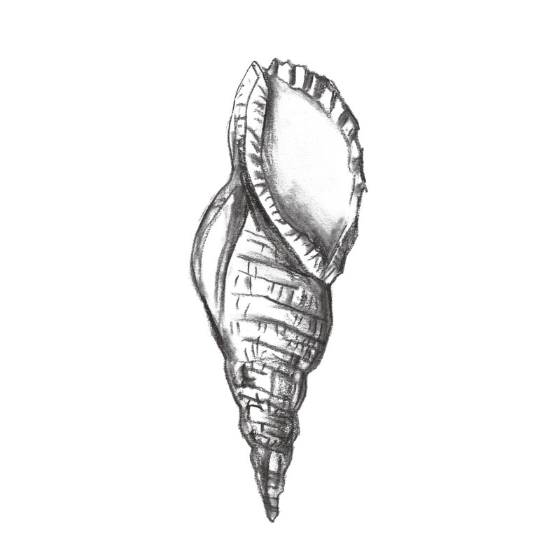 Seashell Study III by Melissa Wang - Print on Canvas, 76 cm H x 51 cm W, Wrapped Canvas