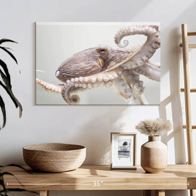Pieuvre Brampt Aquarium