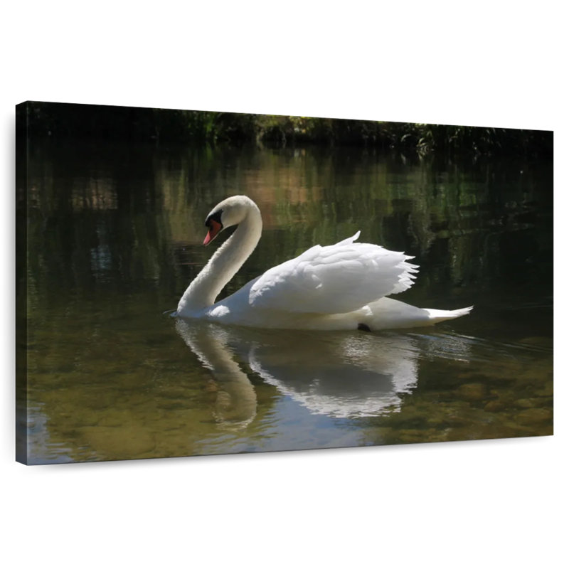 Swan Lake Reflection, 16" H x 24" W