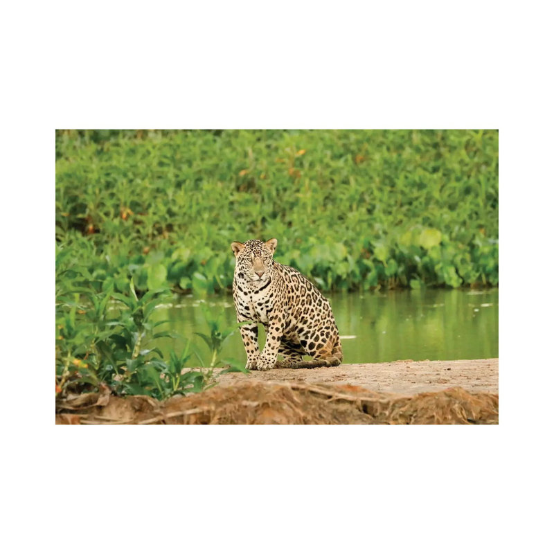 Jaguar Resting On A Sandbar Along The Cuiaba River I, Pantanal Conservation Area, Brazil by Janet Horton - Wrapped Canvas Print