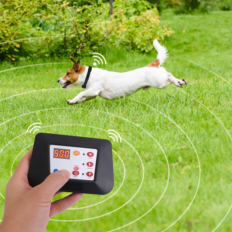 Dog Training Collar