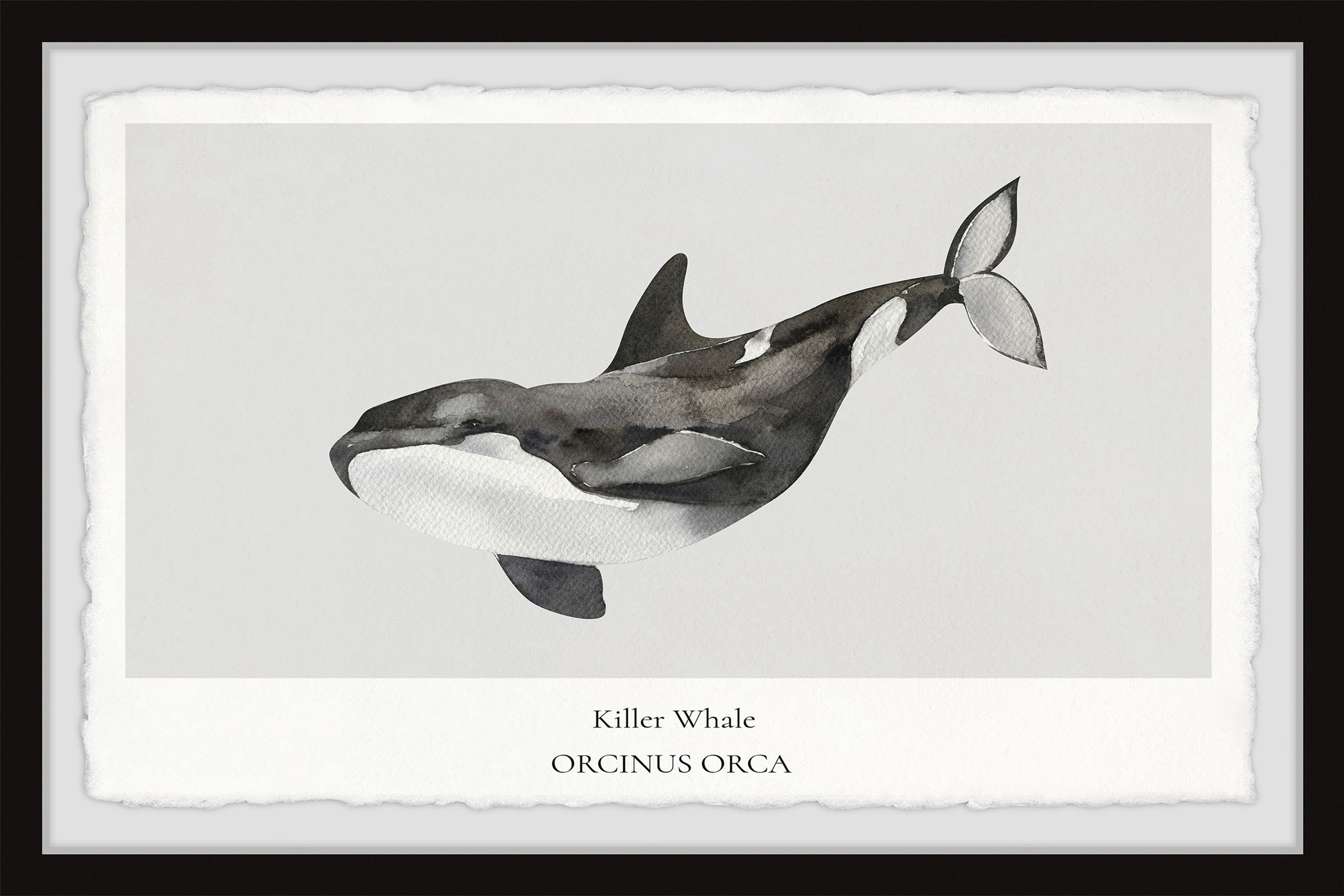 Killer Whale Scribble Drawing