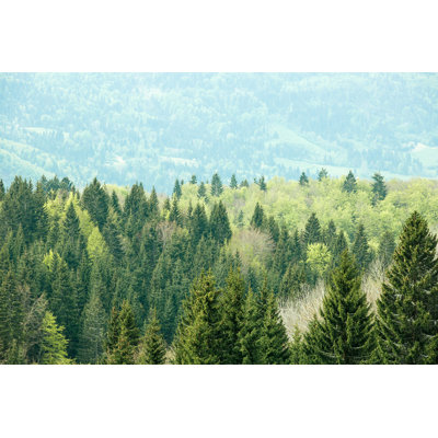 Healthy, Colorful Forest by Zlikovec - Wrapped Canvas Print