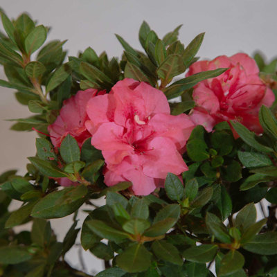 1 Gallon Autumn Rouge Encore Azalea - Reblooming Evergreen Shrub with Red-Pink Flowers