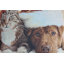 Housse de coussin pour chat et chien