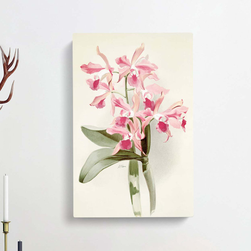 Magnolia Flowers Illustration Tab. 20 by Frederick Sander - Wrapped Canvas, 50cm H x 35cm W x 3cm D