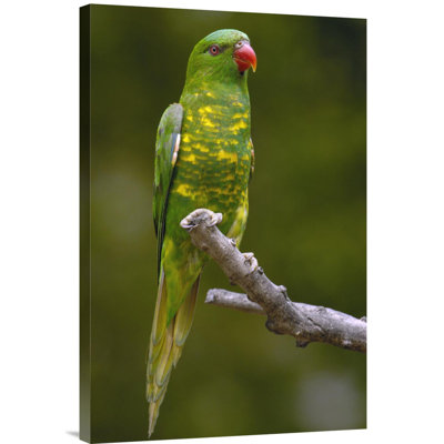 " Australia Brisbane 'Scaly-Breasted Lorikeet' "