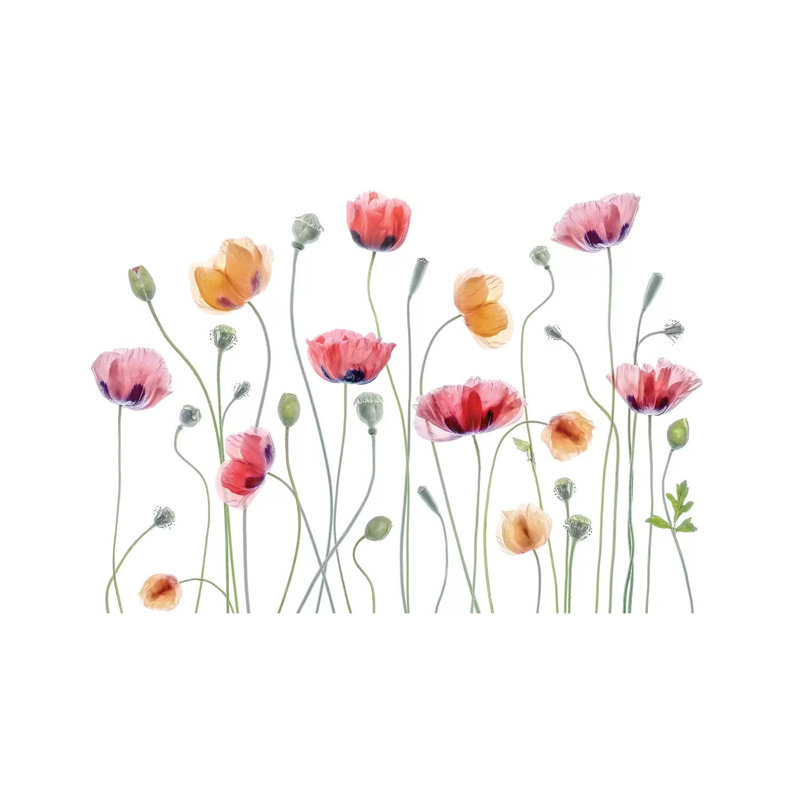 Papaver Party by Mandy Disher - Print on Canvas, Wrapped Canvas, 66.04cm H x 101.6cm W x 3.81cm D