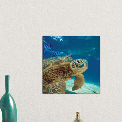 Green Sea Turtle, Balicasag Island, Philippines 1 Piece Wrapped Canvas Wall Art