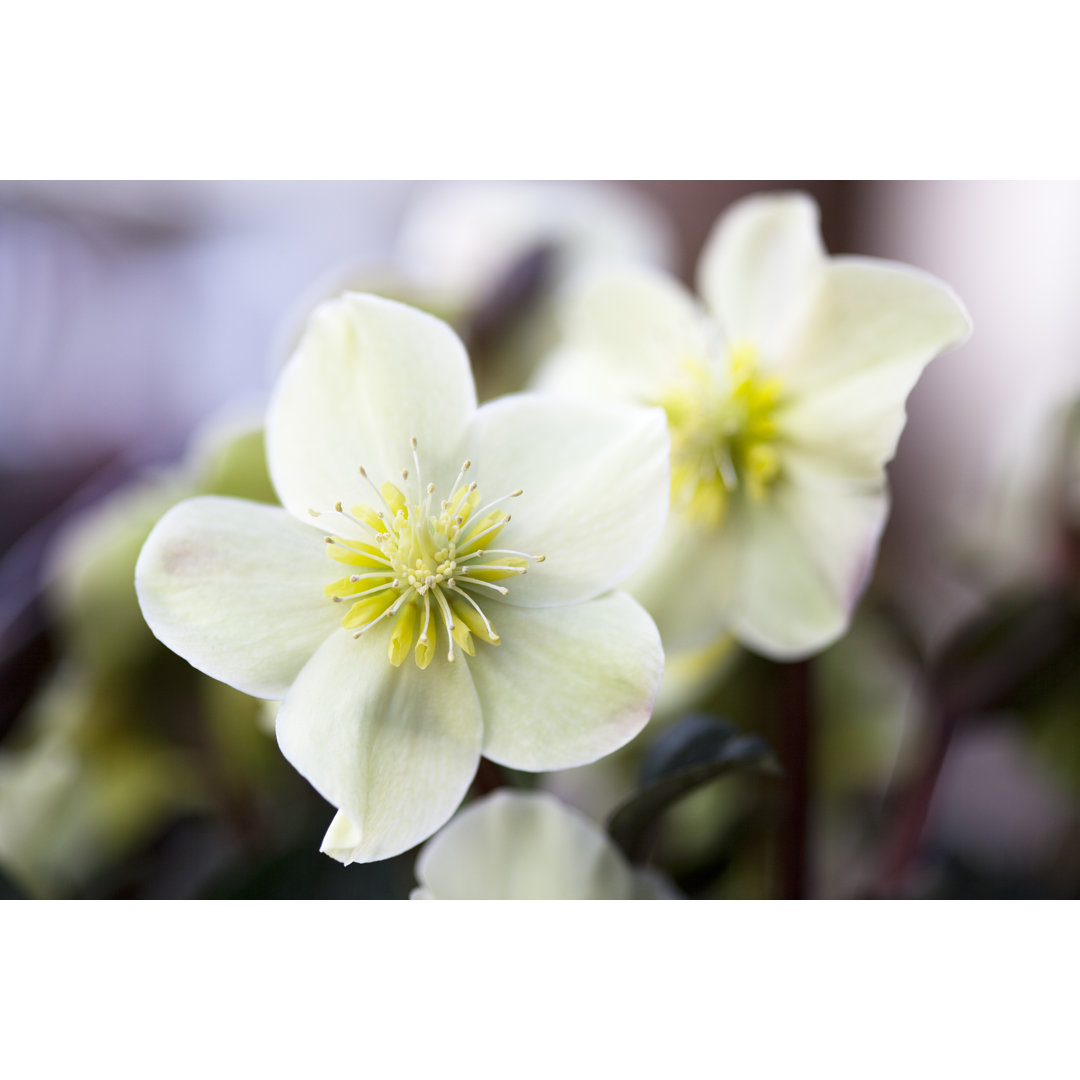 Hellebore von Fotogaby - Leinwandbild