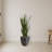 Sansevieria Artificial Plant in Black Planter