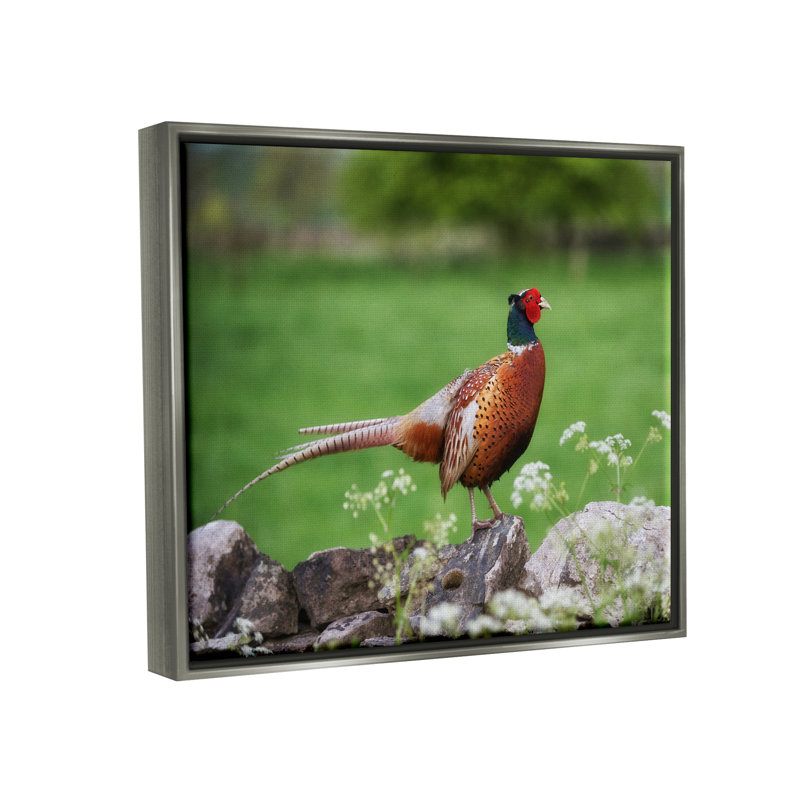 " Pheasant Strolling Lush Grassland Rural Nature Landscape " by James Dobson, 17" H x 21" W x 1.5" D