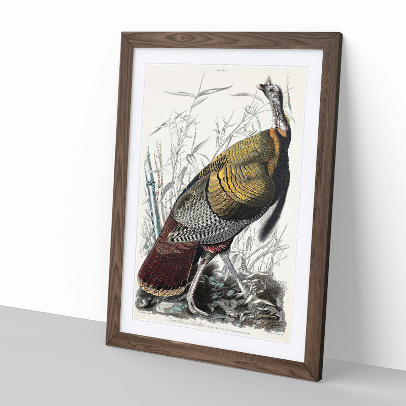 Wild Turkey by John James Audubon - Framed Print, Walnut, 60cm H x 40cm W x 2cm D