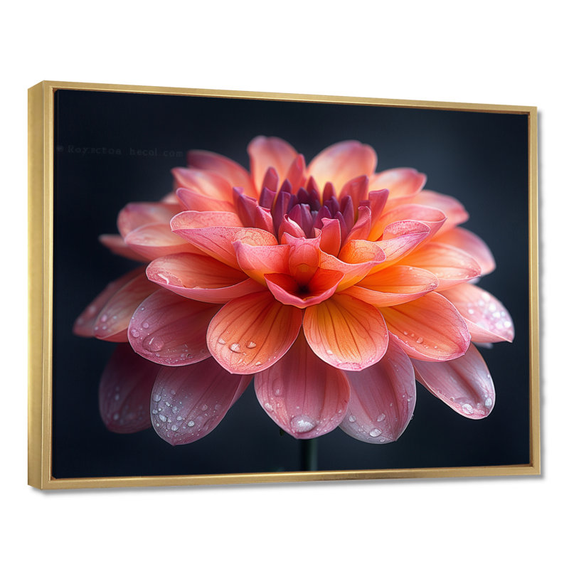 Photo de souci rose rose et orange chaud - souci mural, Cadre doré flottant, bois massif, H 34 po x l 44 po