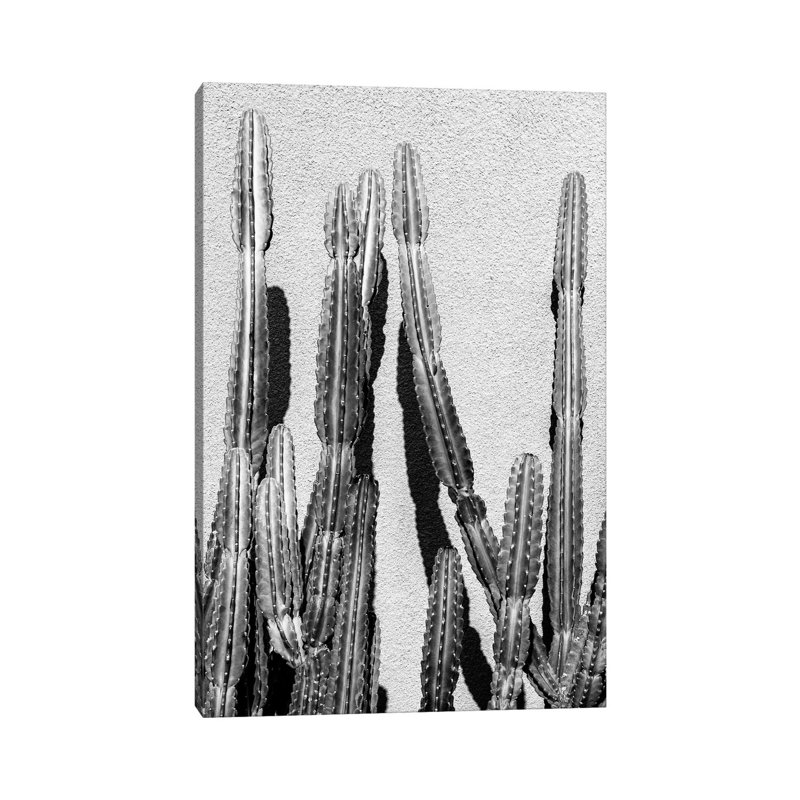 Cactus by Philippe Hugonnard - Wrapped Canvas Print, 101.6 cm H x 66.04 cm W x 1.91 cm D