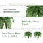 Ensemble de 2 plantes fougères Boston-25768688