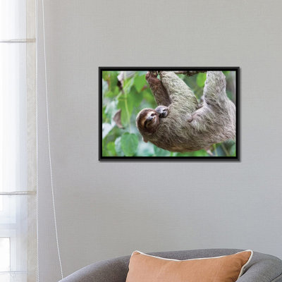 «A Grinning Brown Throated Sloth and Her Baby» par Jim Goldstein - reproduction d'art sur toile tendue