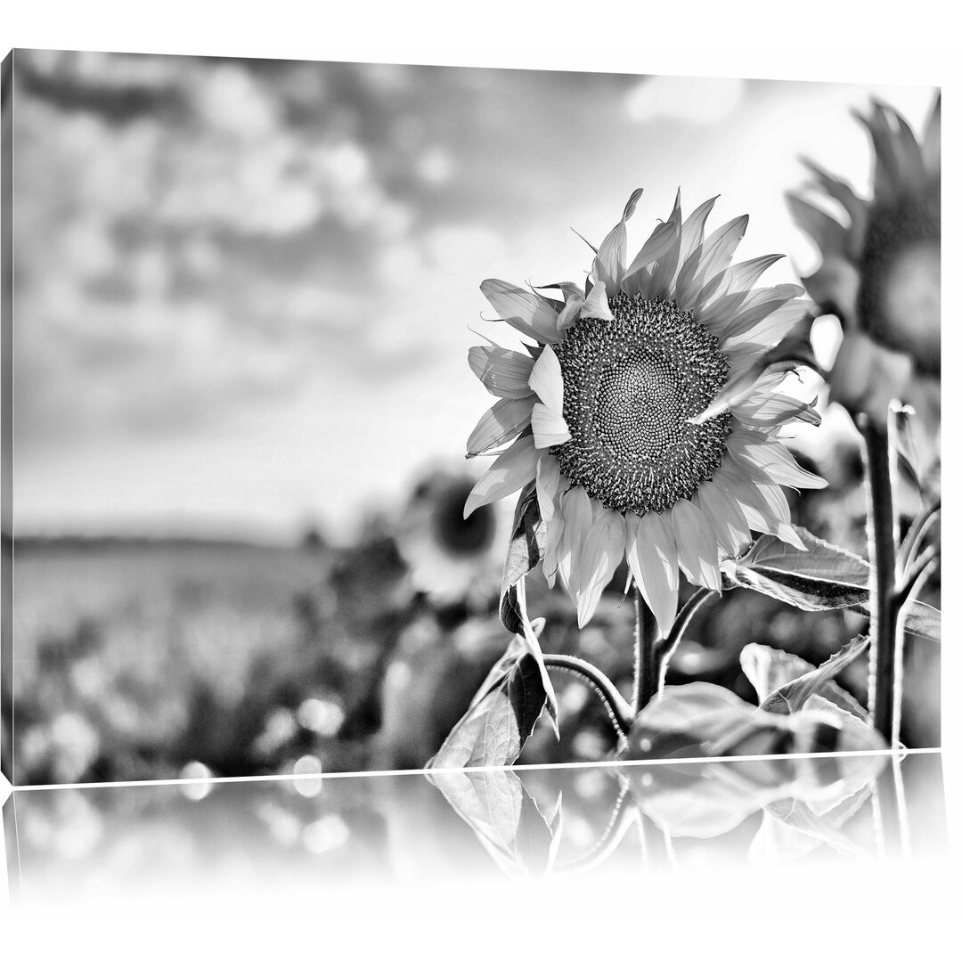 Leinwandbild Sonnenblumen Sonnenblumenfeld Sonnenblumenkerne Sonnenschein   in Monochrom