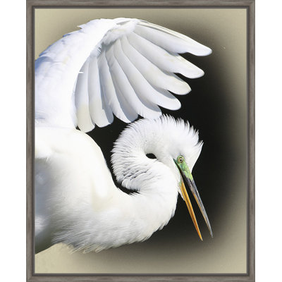 " Great Egret "