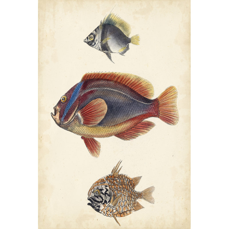 " Antique Fish Species IV " Painting Print, 12" H x 8" W
