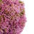 Decorative Sedum Balls-1711557617