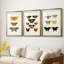 Papillons rétro IV - impression encadrée de qualité supérieure sur mesure mat - 3 pièces-611621986-611621996