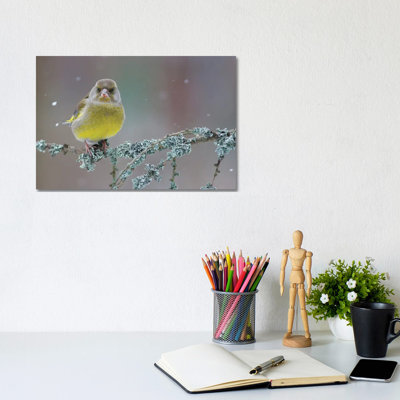 Greenfinch Portrait by Mateusz Piesiak - Floater Frame Gallery-Wrapped Canvas Giclée on Canvas