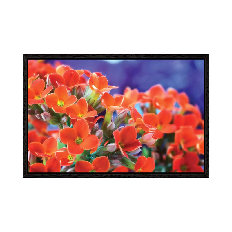 Flowers 1 Piece Wall Art on Canvas, 66.04cm H x 101.6cm W x 3.81cm D, Black Framed
