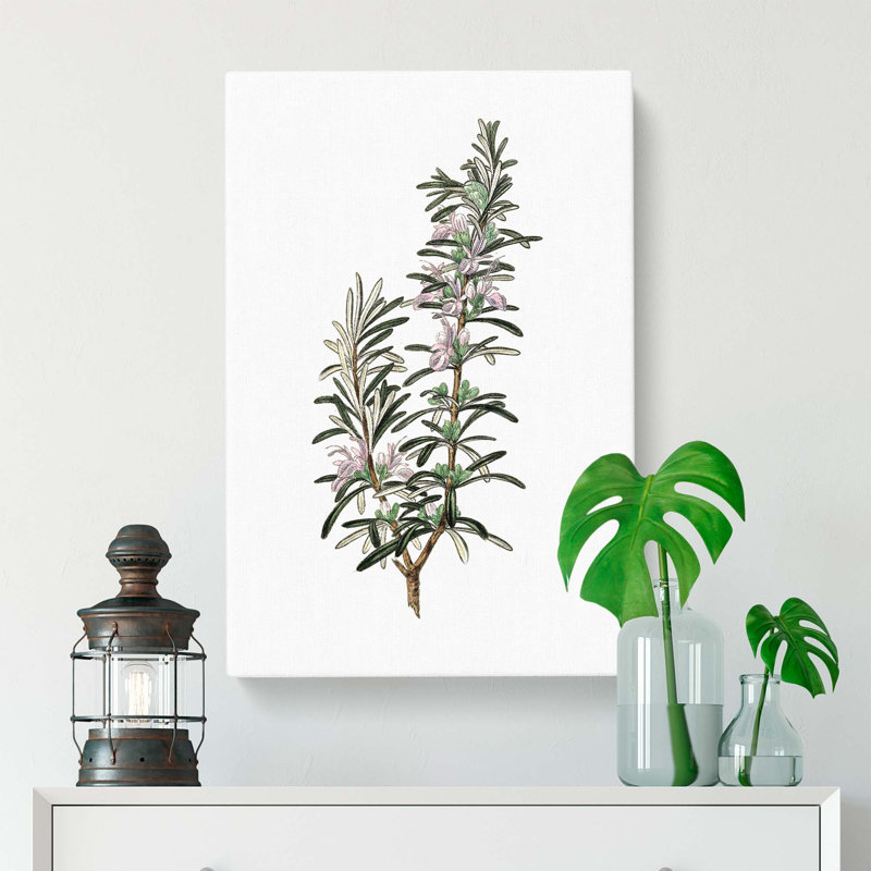 Rosemary Illustration - Wrapped Canvas, 76cm H x 50cm W x 3cm D
