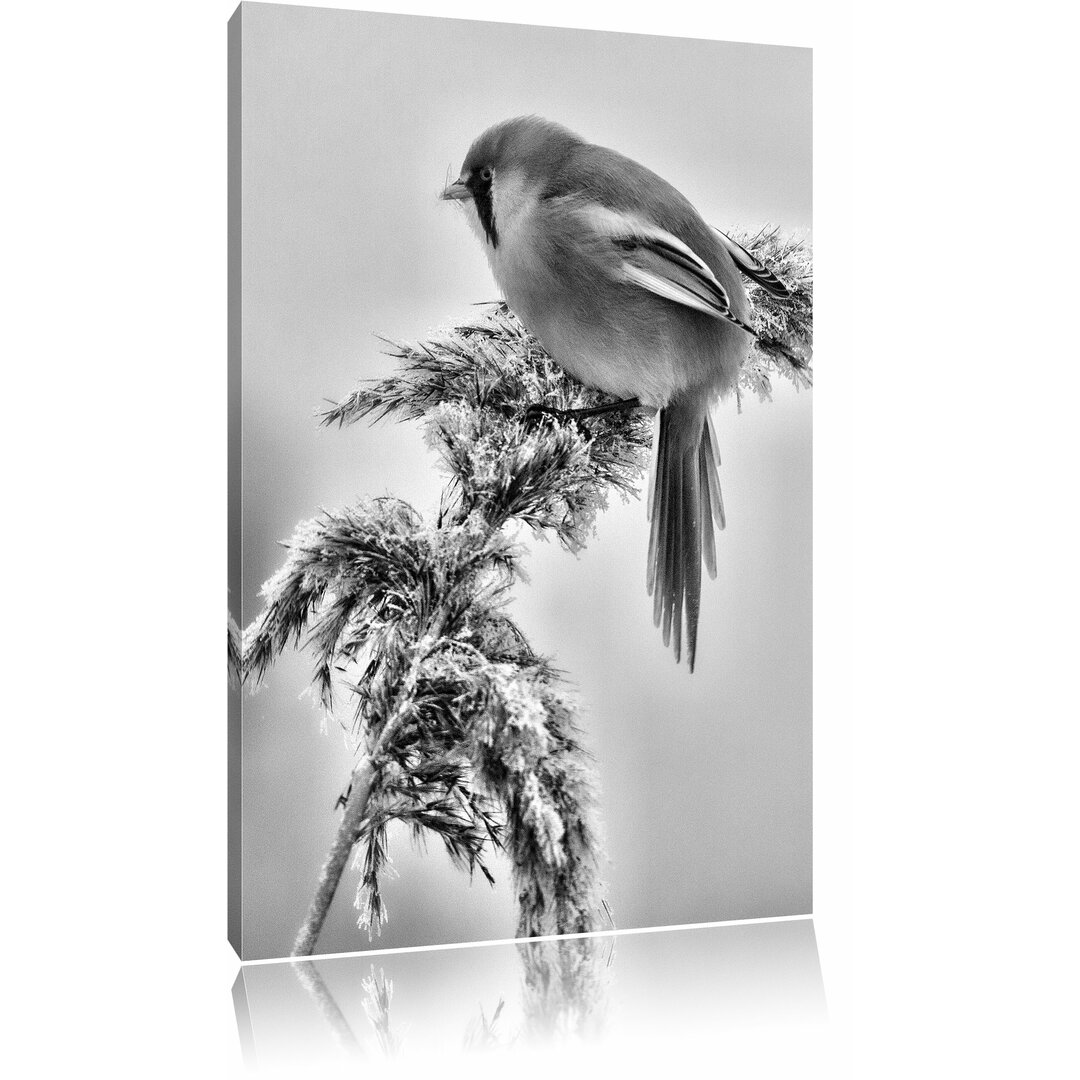 Leinwandbild Kleiner Vogel auf Weizen im Winter in Monochrom