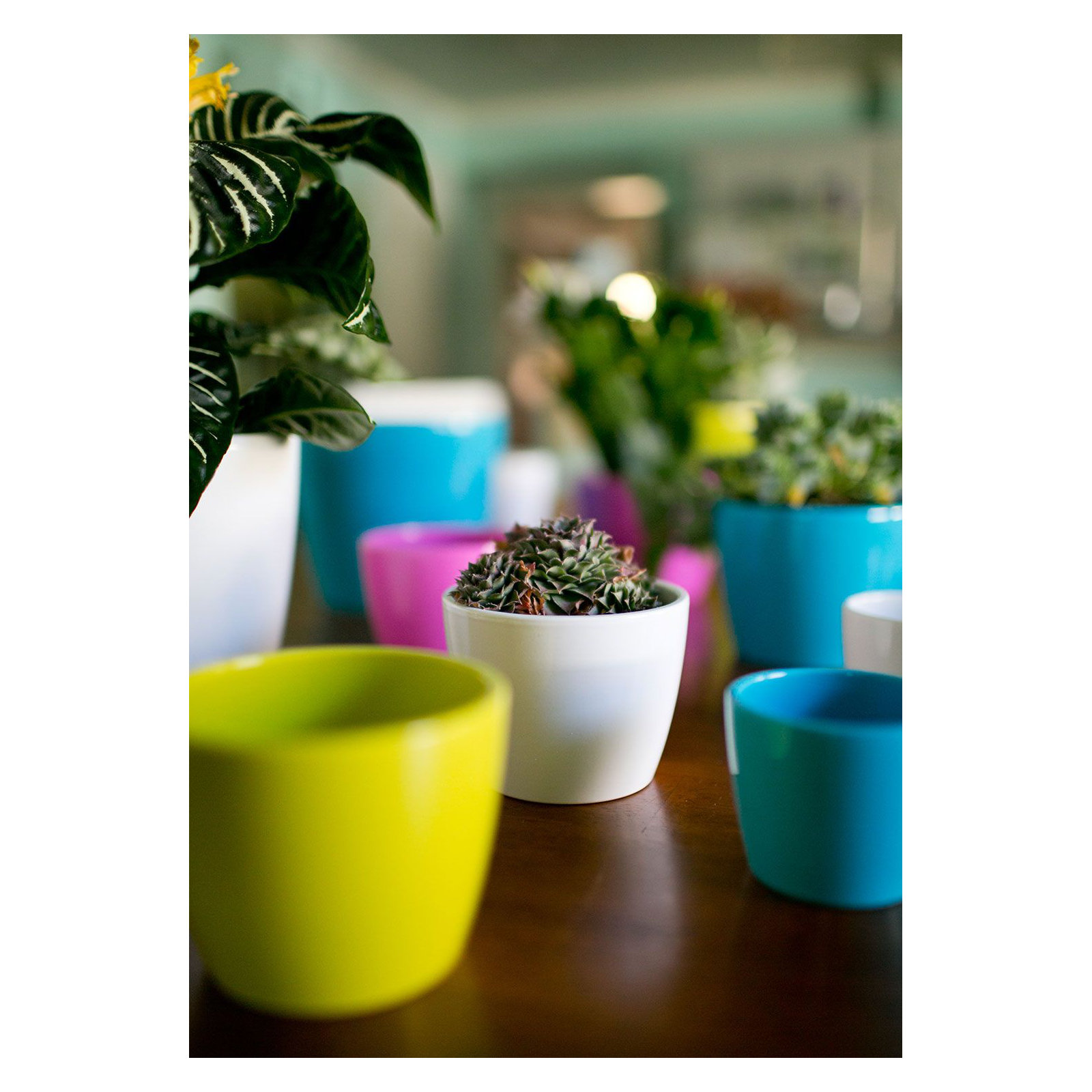 Marcie Ceramic Pot Planter, 3.25" H x 4.25" W x 4.25" D