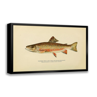 " Brook Trout Illustration " Graphic Art Print