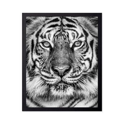 Tigre n ° 2