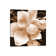 Sepia Magnolia II by Christine Zalewski - Wrapped Canvas Print
