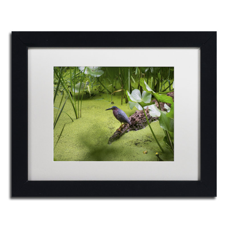 « green héron » par kurt shaffer photographie encadrée sur toile, H 11 po x l 14 po x P 0,5 po