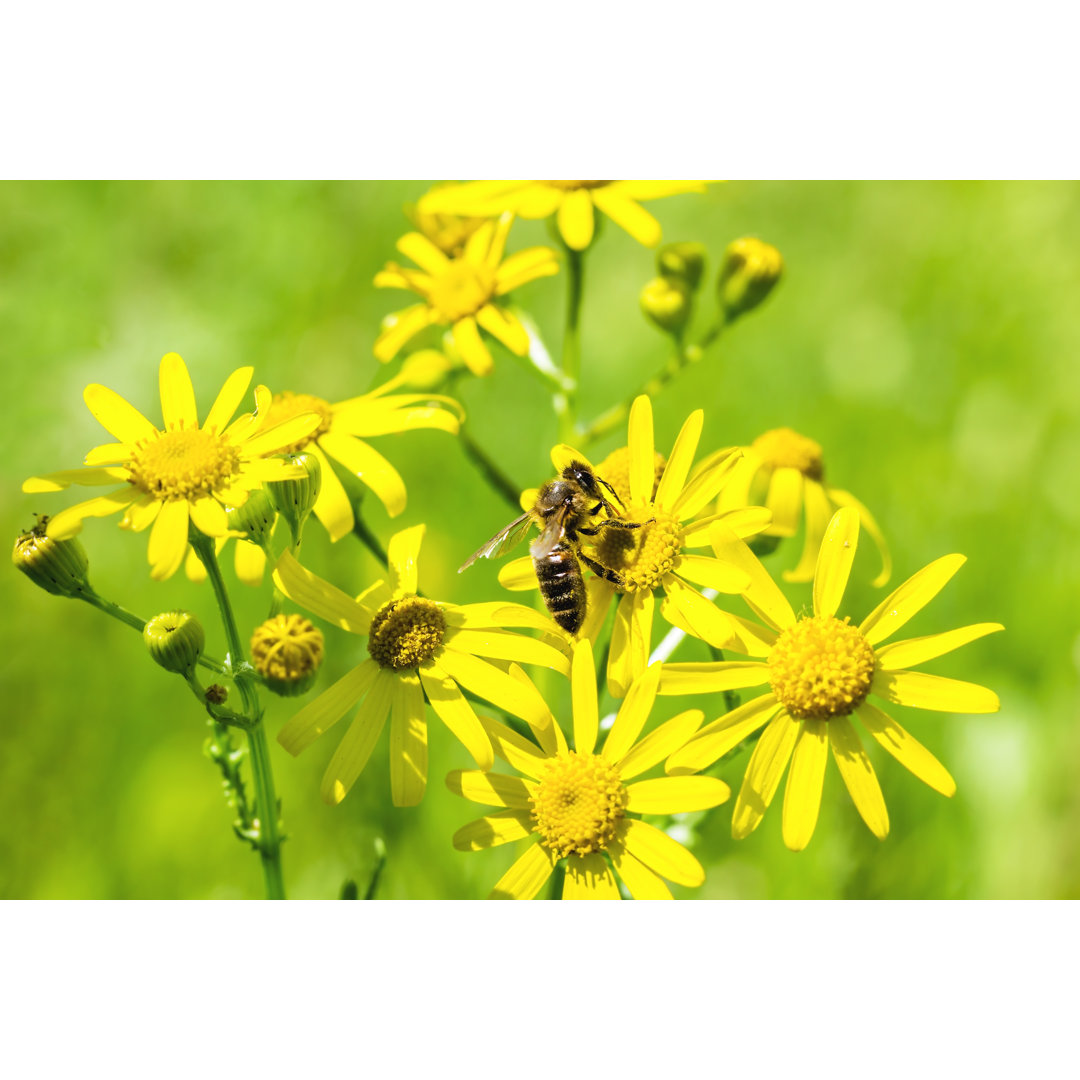 Biene auf gelben Blumen - Druck