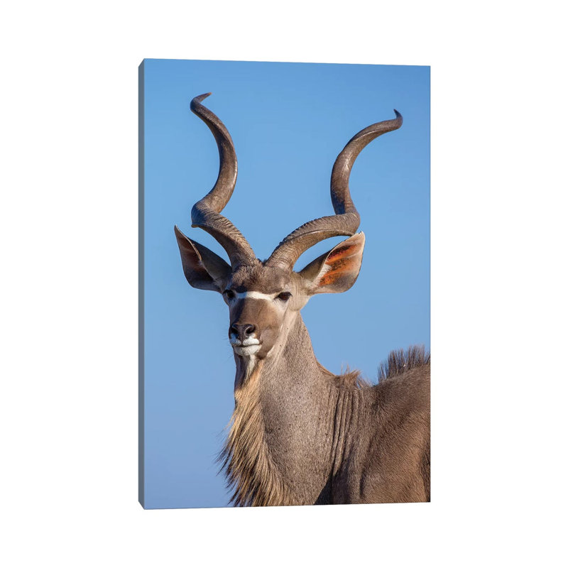 Kudu Portrait Etosha by Mogens Trolle - Wrapped Canvas Print, 20.32 cm H x 30.48 cm W