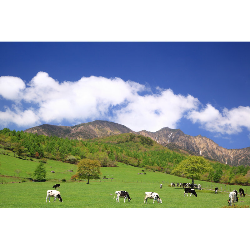 Cow of the plateau 1 Piece Wrapped Canvas Wall Art, 30cm H x 46cm W