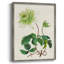 AntiqueFloralFolioV III, reproduction encadrée - bois massif 2768844-465680267