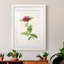 «Pretty Botanicals II», cadre photo-341834863-341834861